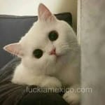 Avatar Gustavo Salazar