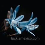 Avatar Rafael Campos